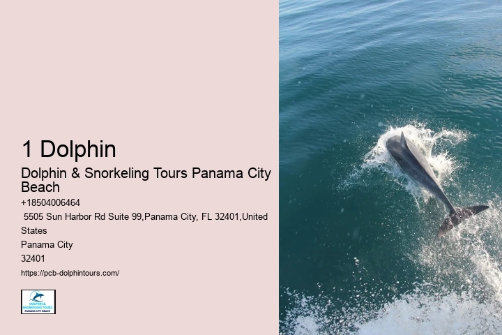 Dolphin & Snorkeling Tours In Panama City Beach Prices