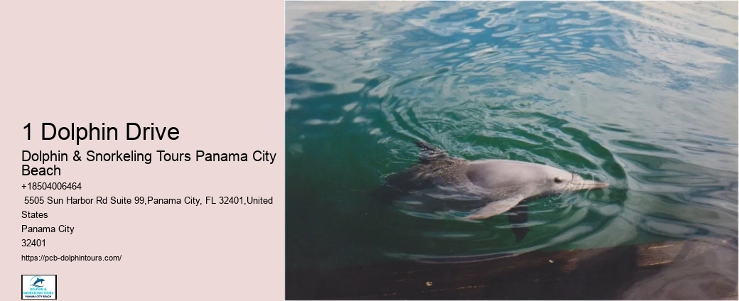 Dolphin & Snorkeling Tours Near Me