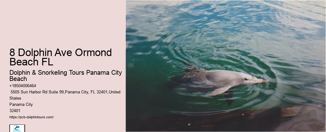 Play And Swim With A Dolphin In Panama City Beach