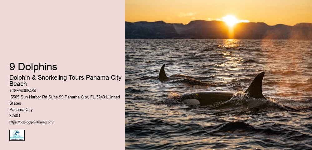 13 Best Places To See Dolphins In The Wild