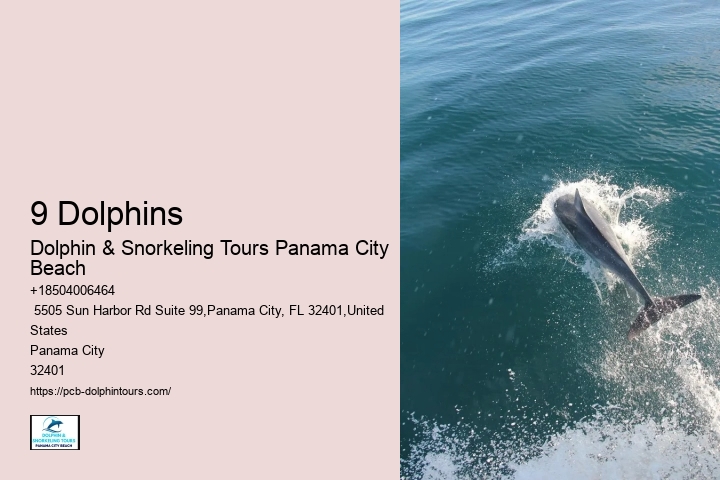 Best Place To See Dolphins In Florida