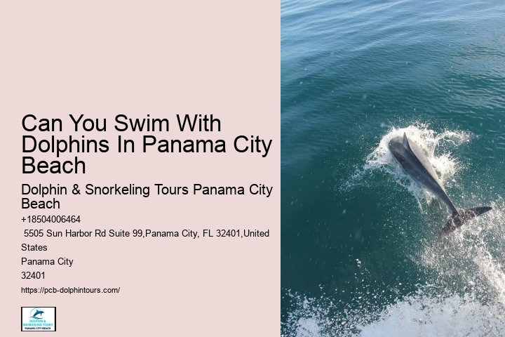 Can You Swim With Dolphins In Panama City Beach