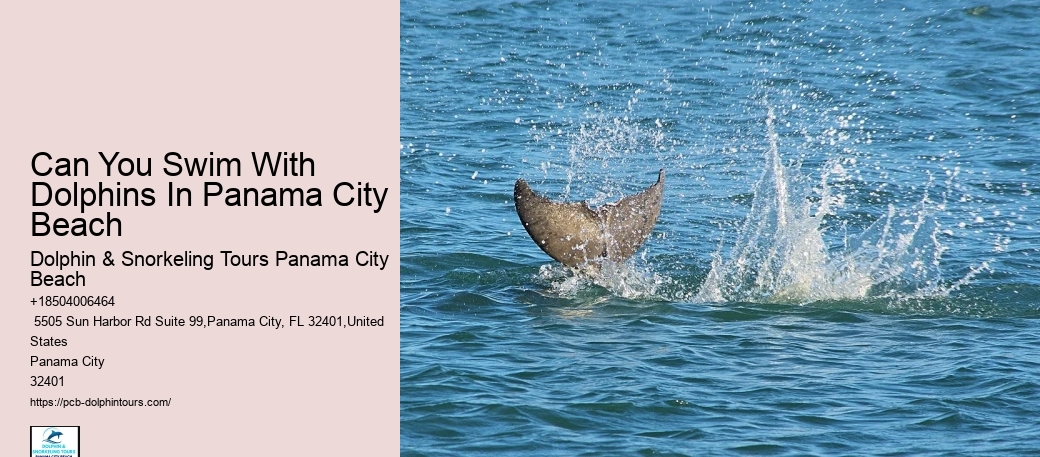 What Is The Weight Limit For Swimming With Dolphins
