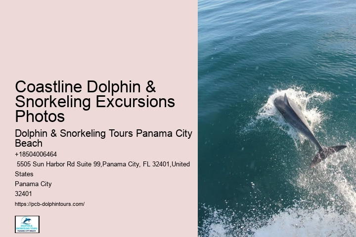 Coastline Dolphin & Snorkeling Excursions Photos