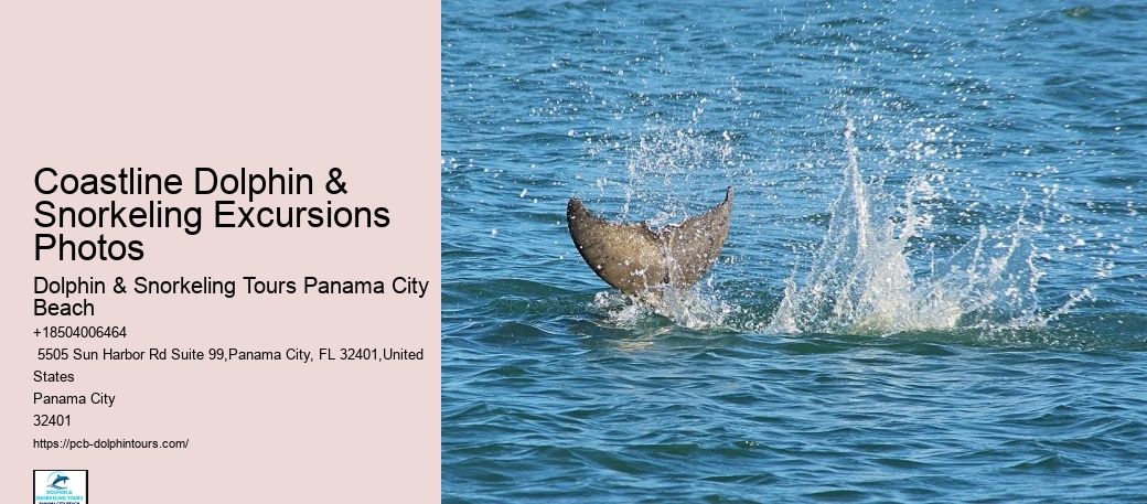Swimming With Captive Dolphins