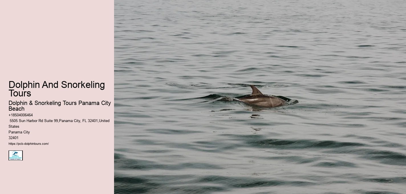 Dolphin And Snorkeling Tours