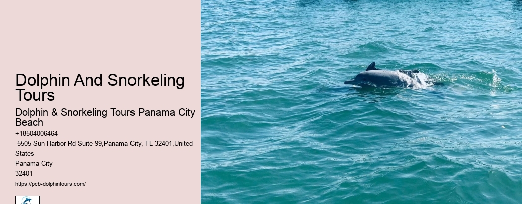 Dolphin Tours Adventures