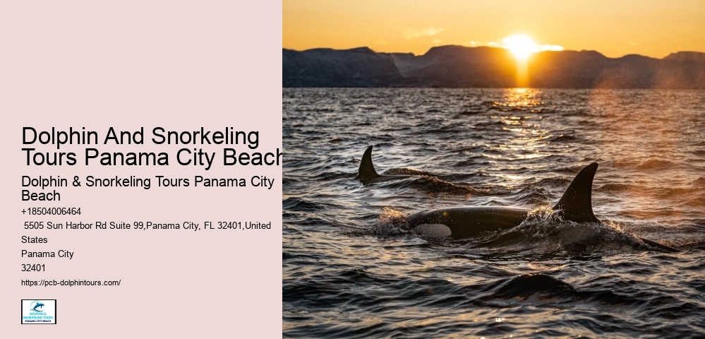 Dolphin Watching Tours Near Me