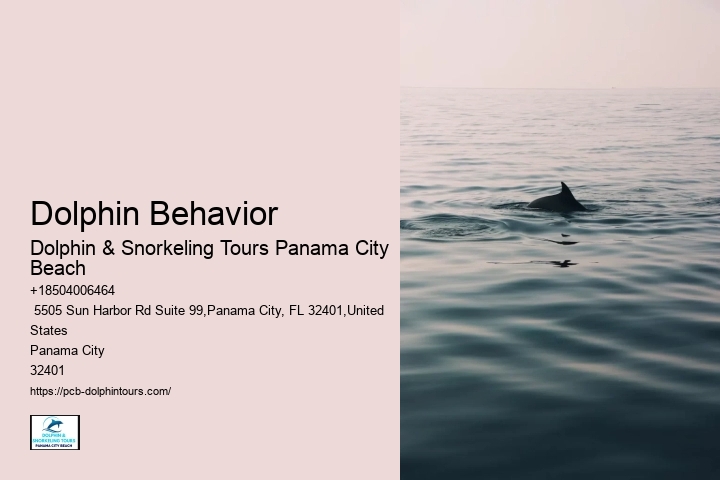 Dolphin Behavior