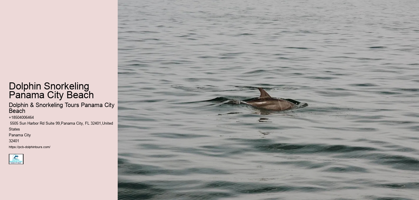 Dolphin Snorkeling Panama City Beach