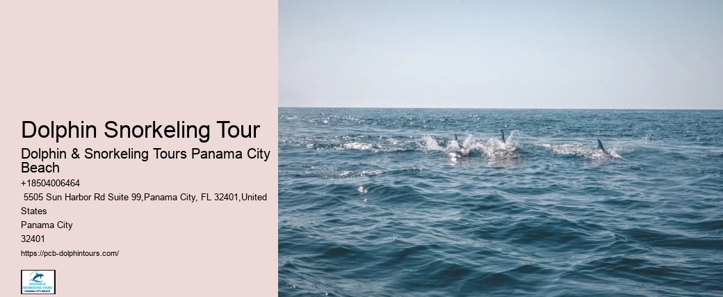 Dolphin Snorkeling Tour