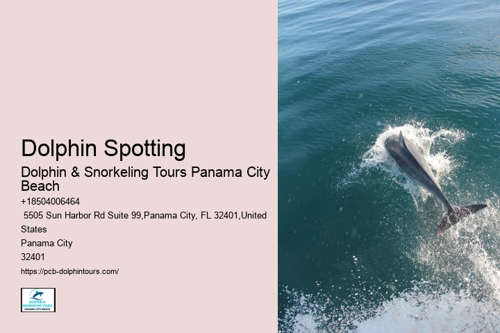 Dolphin Spotting
