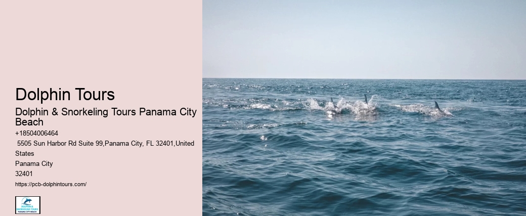 Dolphin And Snorkeling Tours In Panama City Beach