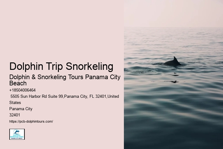 Dolphin Trip Snorkeling