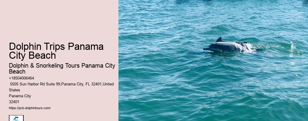 Do Dolphins Like Swimming With Humans
