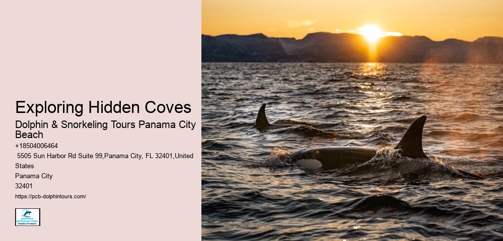 Dolphin Research