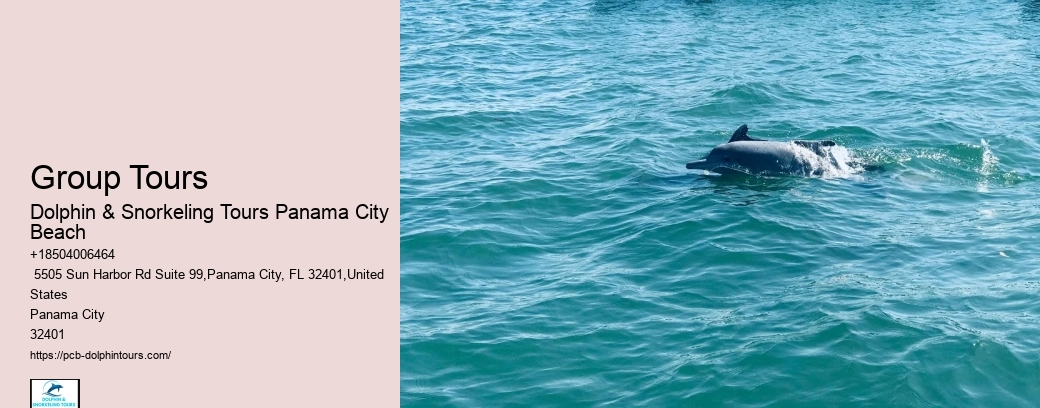9 Dolphins