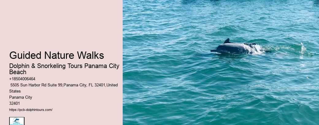 Dolphin & Snorkeling Tours Near Me