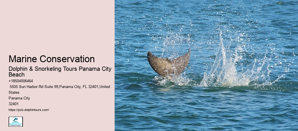 Dolphin Tours Near Me