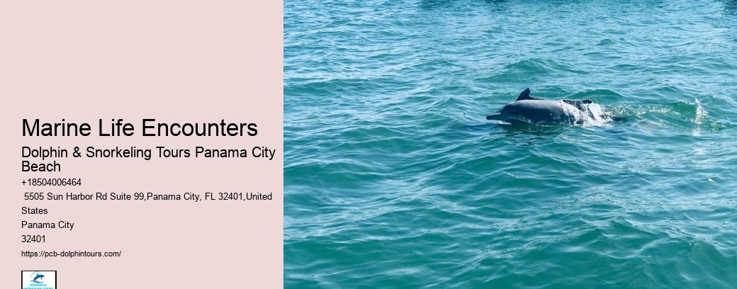 Swim-with-the-dolphins Attractions
