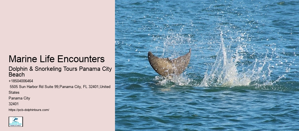 Dolphin Cruise