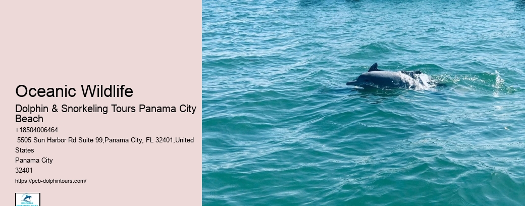 Salty Fins Dolphin And Snorkeling Tours Panama City Beach Photos