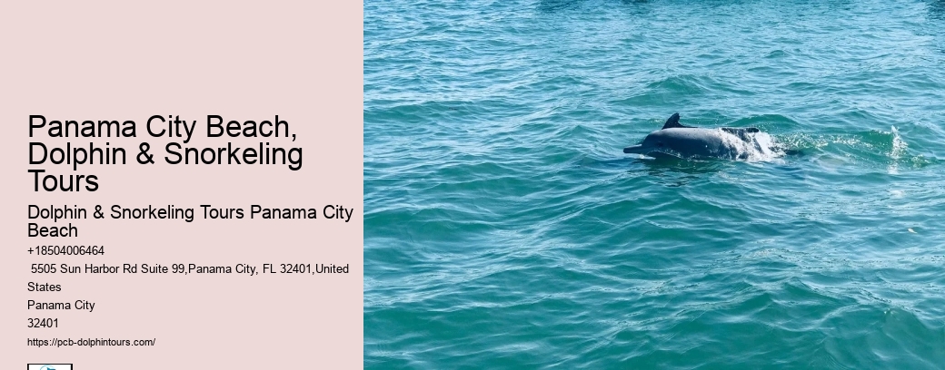 Is It Safe To Dive With Dolphins
