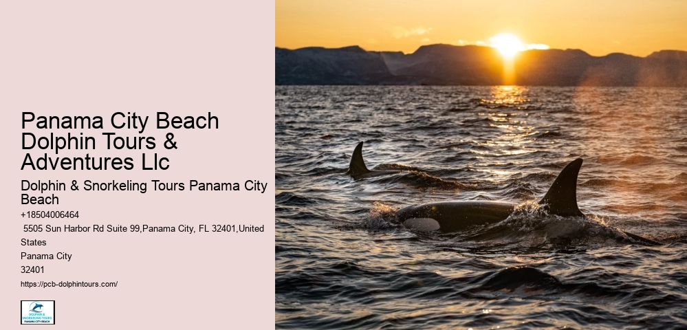 Dolphins Whales & Viewing Info