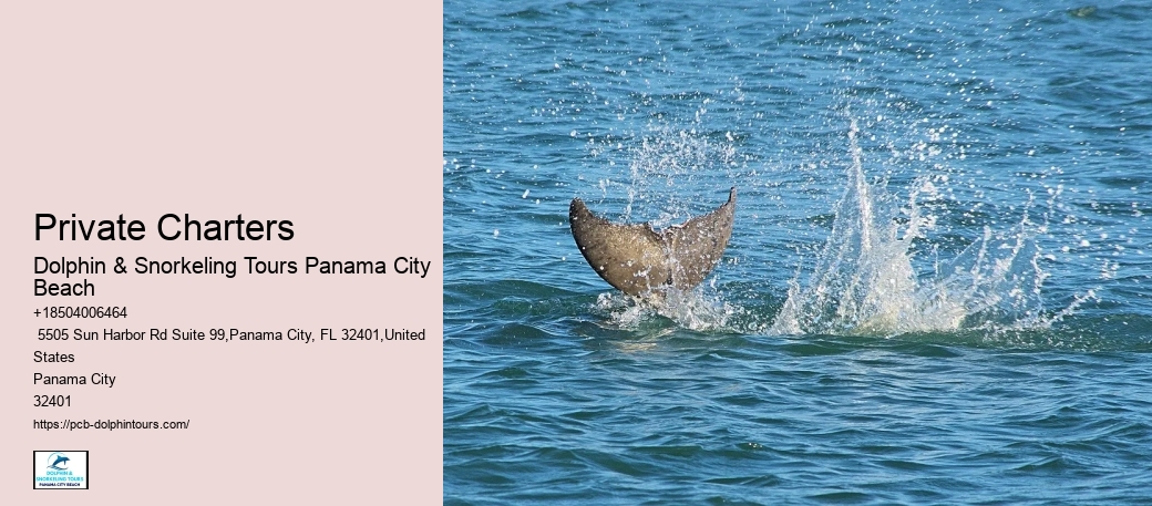 Dolphins