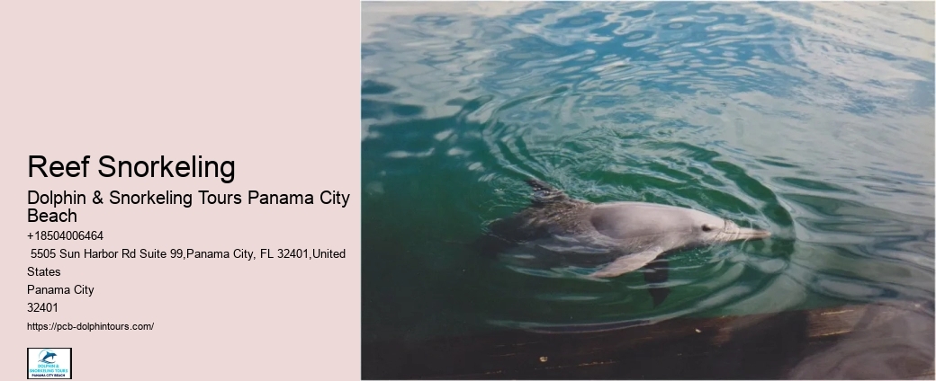 Do Dolphins Like When You Swim With Them