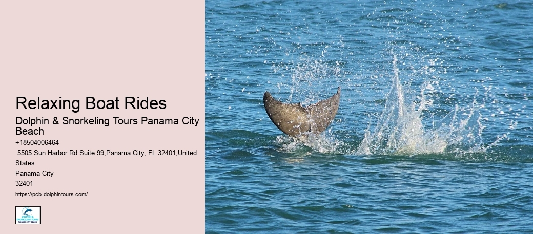 Dolphin Cruises