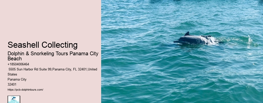 Dolphin Snorkeling Tour