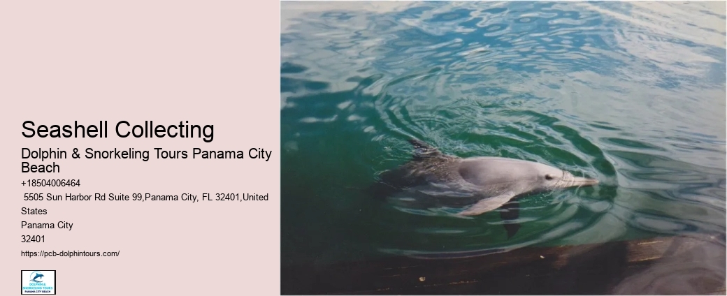 Where Are Dolphins Most Active
