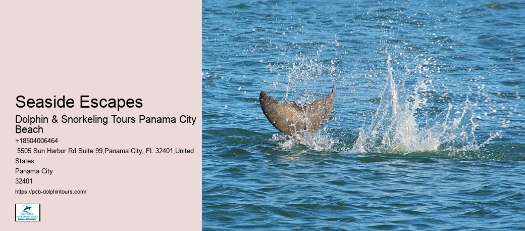 How Much Does It Cost To Swim With Dolphins In Florida