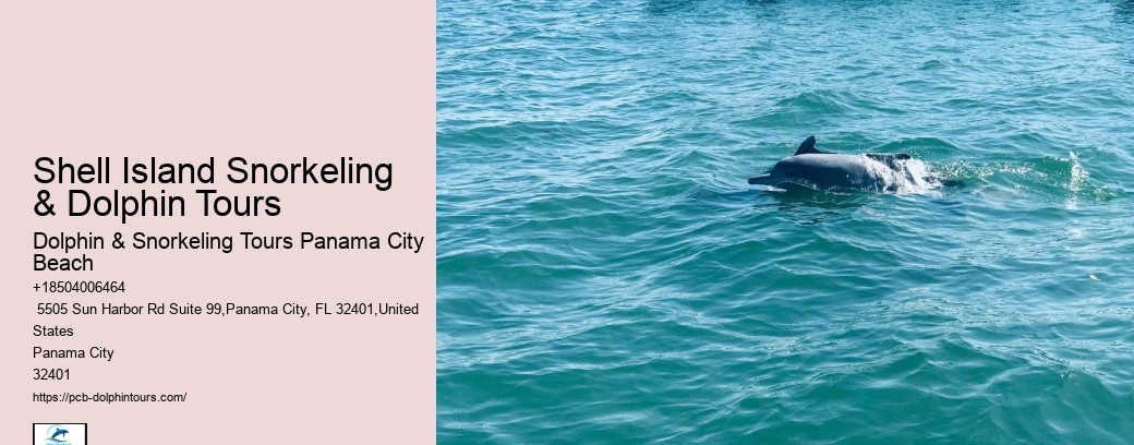 Dolphin Snorkeling