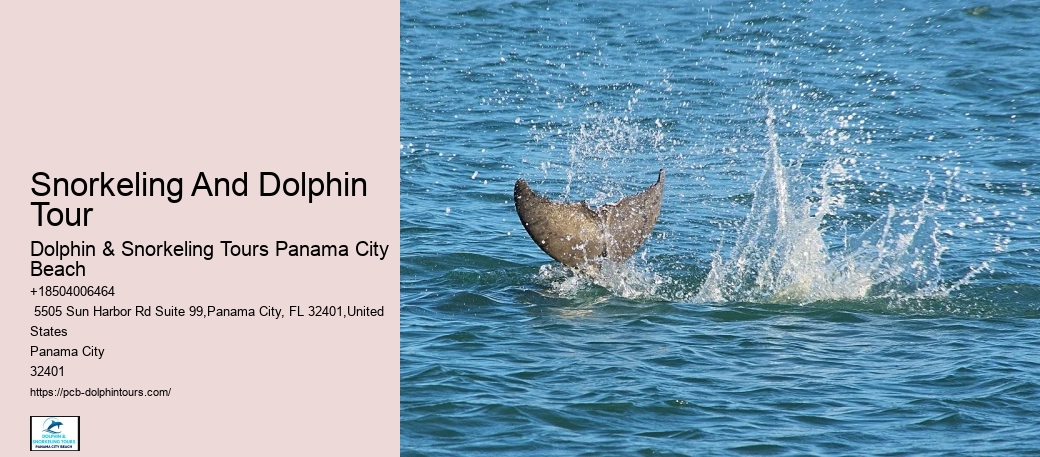Dolphin Behaviors