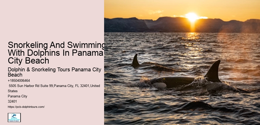 Dolphin And Snorkeling Tours Panama