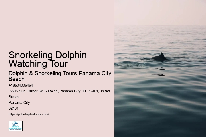 Snorkeling Dolphin Watching Tour