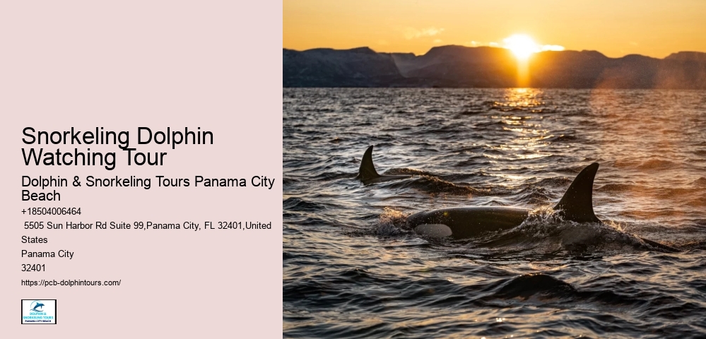 Where Is The Best Place To Go Shelling In Panama City Beach