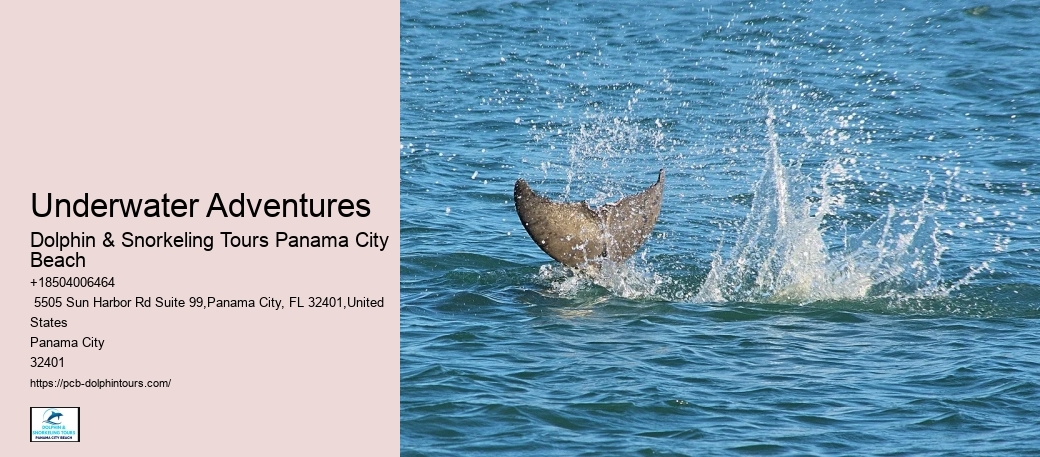 Dolphin And Snorkel Tours Near Me