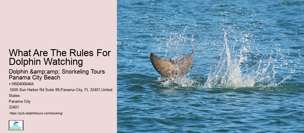 5 Tips For Swimming With Dolphins For The First Time