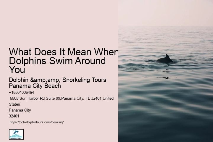 Play And Swim With A Dolphin In Panama City Beach