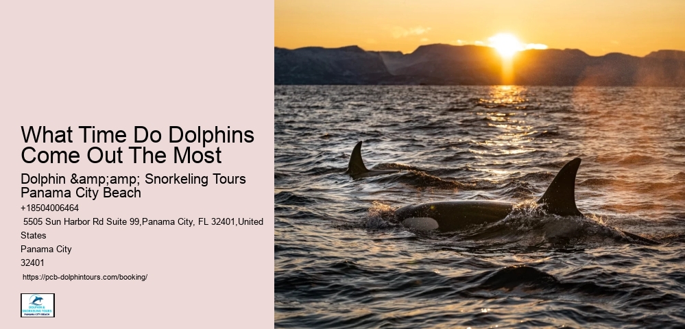What Time Do Dolphins Come Out The Most