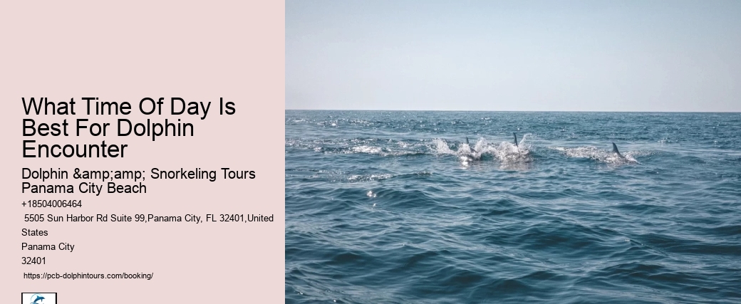 What Time Of Day Is Best For Dolphin Encounter