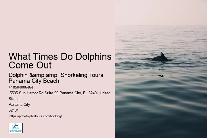 What Times Do Dolphins Come Out