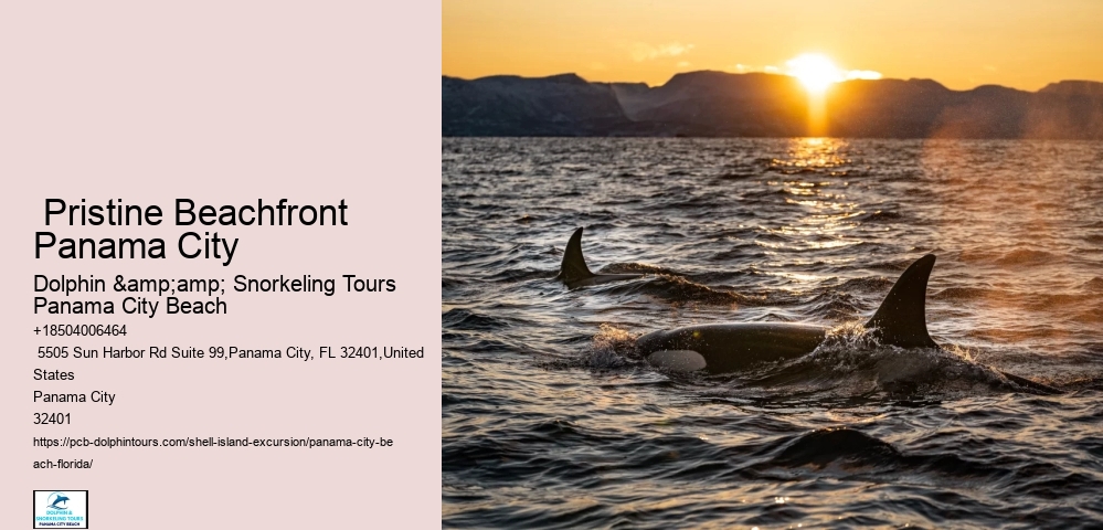  Dolphin Swim