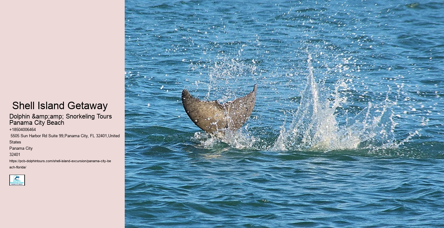 Best Dolphin Tour