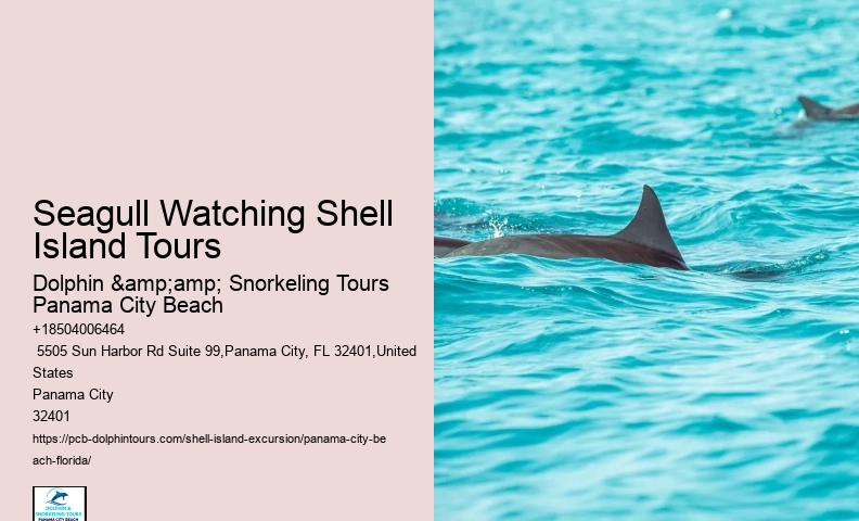  Play And Swim With A Dolphin In Panama City Beach