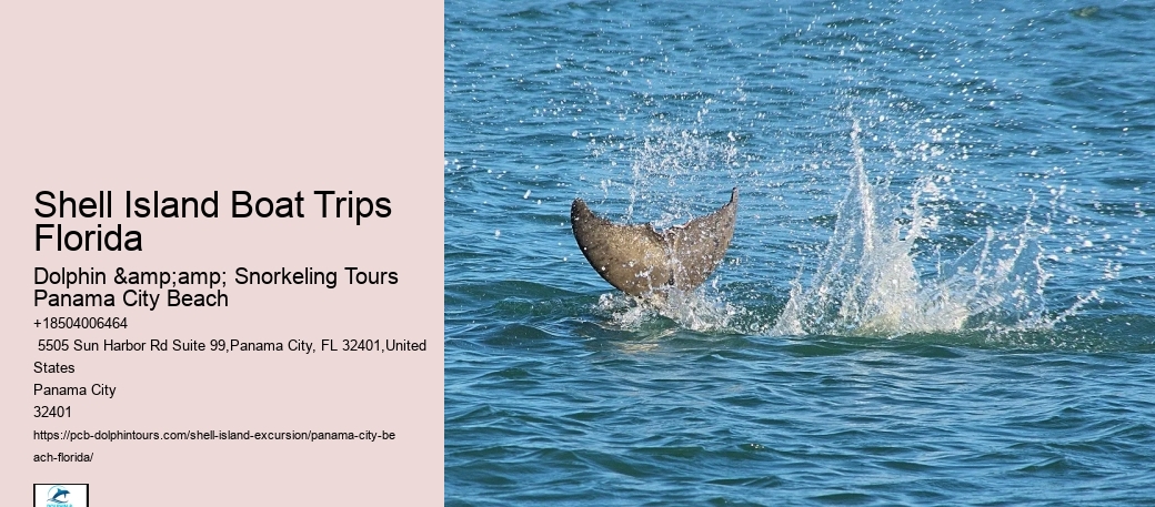 Shell Island Dolphin Tours