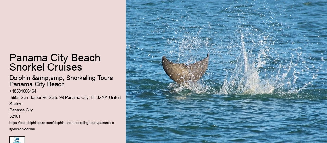 Dolphin Cruise Panama